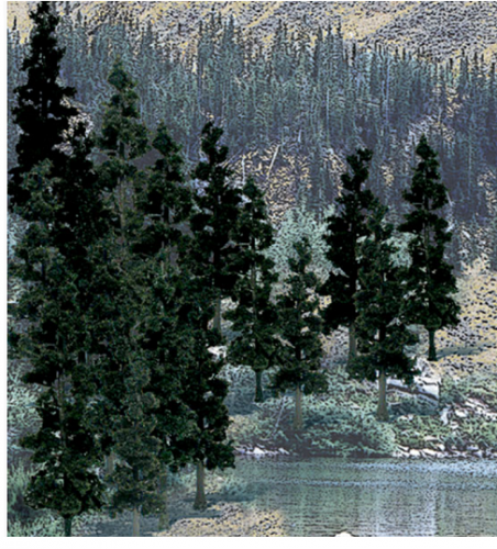 Conifer(침엽수)  24그루(10.1 ~ 15.2cm)  TR1581